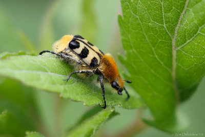 Bee beetle (Penseelkever)