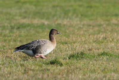 Pink-footed goose (Kleine rietgans)
