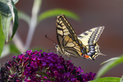 Swallowtail (Koninginnenpage)