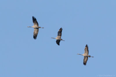 Common crane (Kraanvogel)