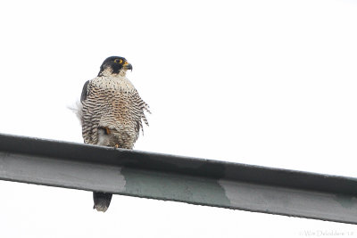 Peregrine falcon (Slechtvalk)