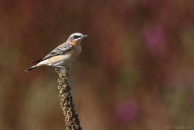 Northern wheatear (Tapuit)