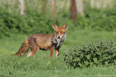 Red fox (Vos)