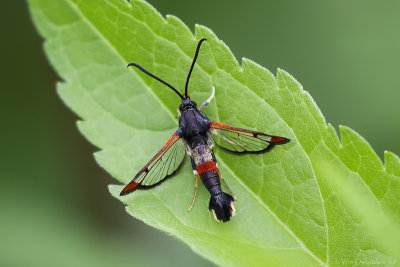 Red-tipped clearwing (Wilgenwespvlinder)