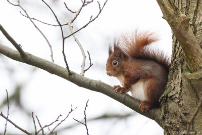 Red squirrel (Rosse eekhoorn)