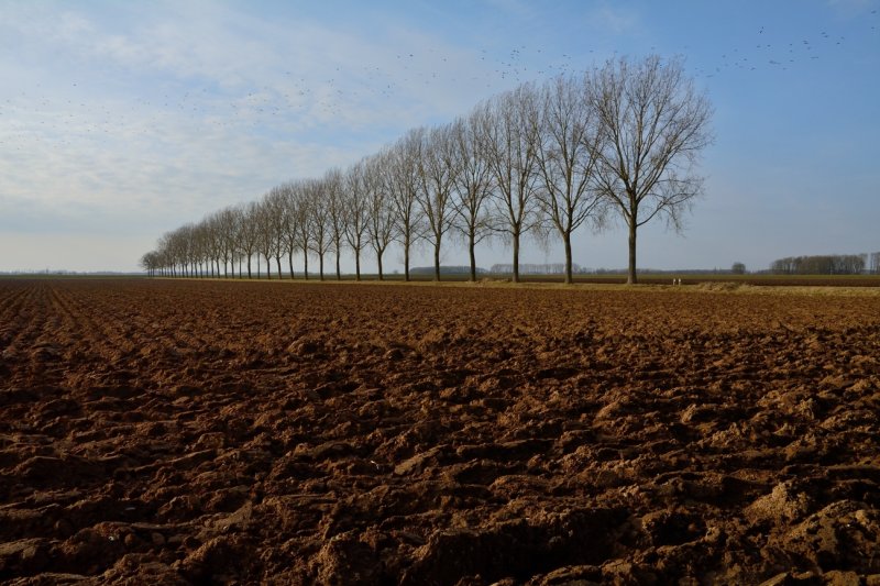 Bomen