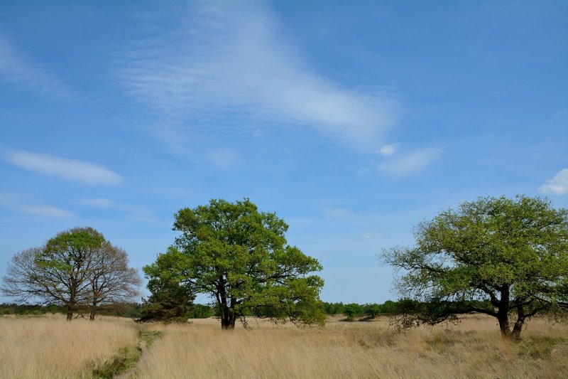 Kampina 2