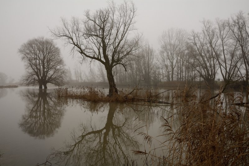 De Biesbosch