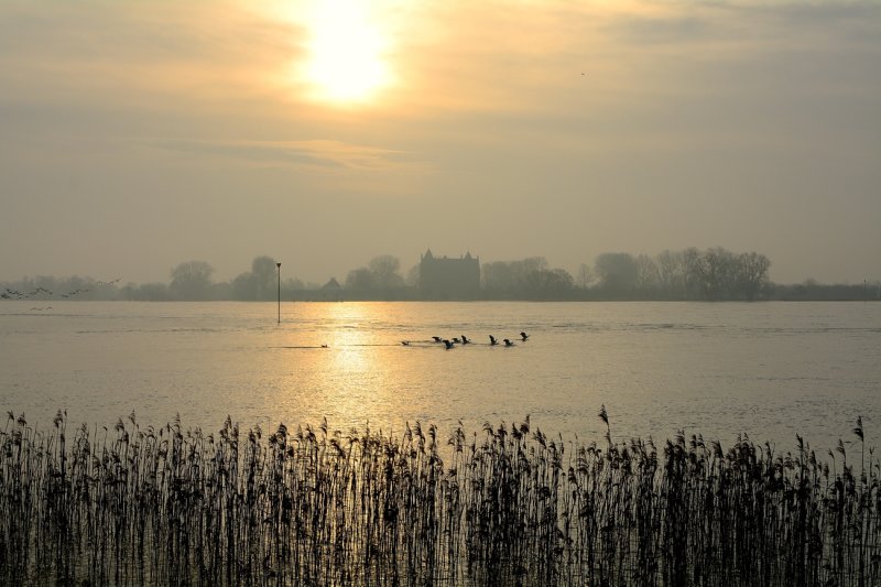 Ganzen op de Waal