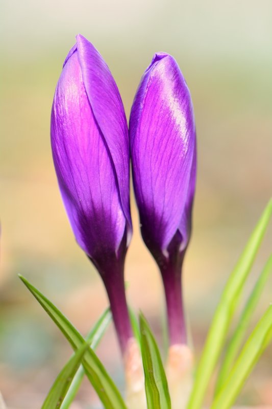 Crocussen