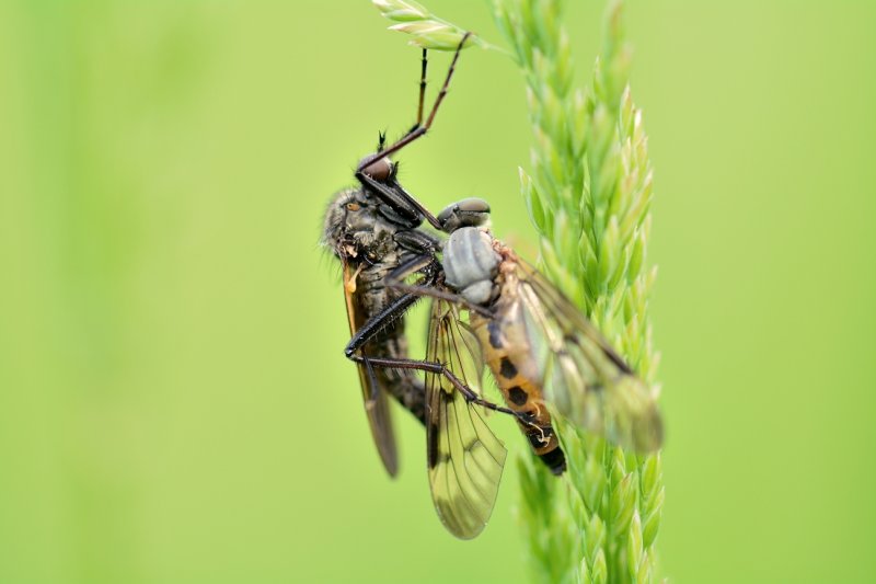 Grote dansvlieg met gewone snipvlieg als prooi