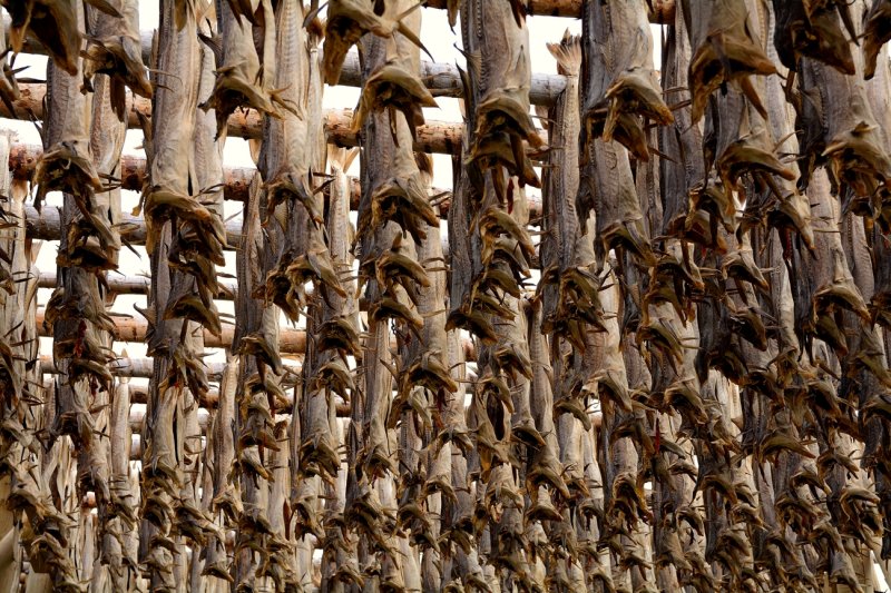 Stockfish on a rack on the isle of Gimsøya