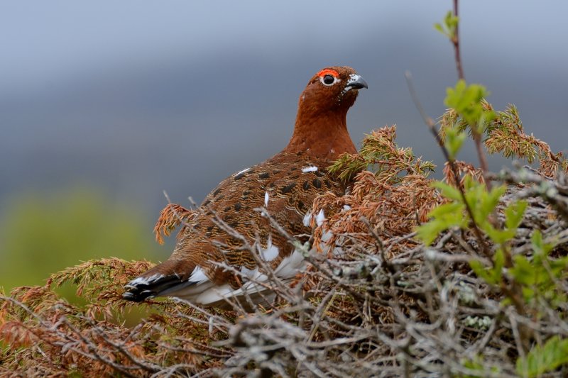 Willow Grouse