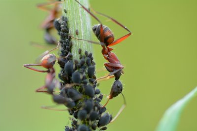 Mieren en luizen