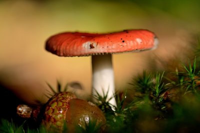 Bloedrode russula