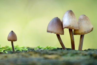 Paddenstoelen