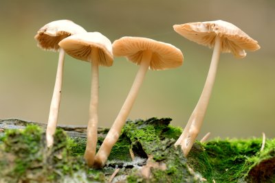 g10/57/1056957/3/166489325.dnp665uu.jpg