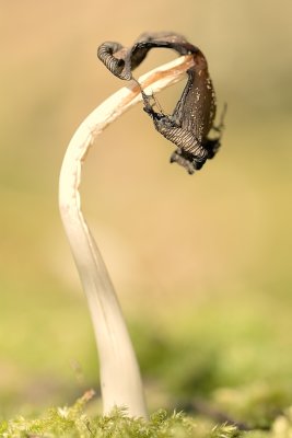 g10/57/1056957/3/166685384.R2lCXZeY.jpg