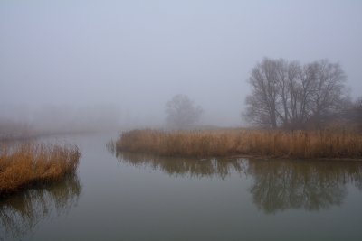 Biesbosch in de mist