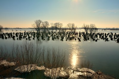 Knotwilgen in het water