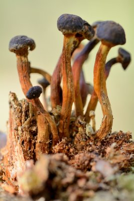 Verdroogde paddenstoelen