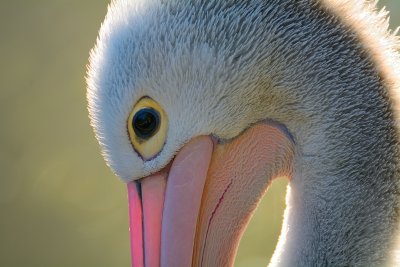 Australische pelikaan