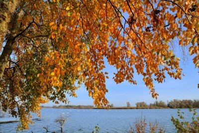 Populier in herfstkleuren