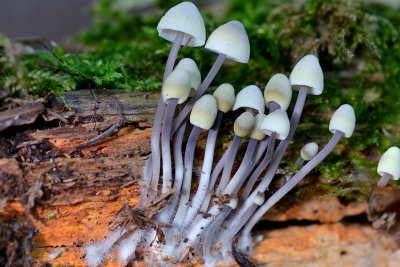 Bundelmycena 