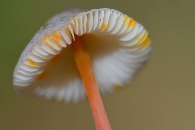 Onderzijde mycena