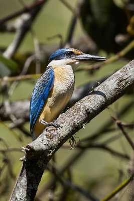 Sacred Kingfisher