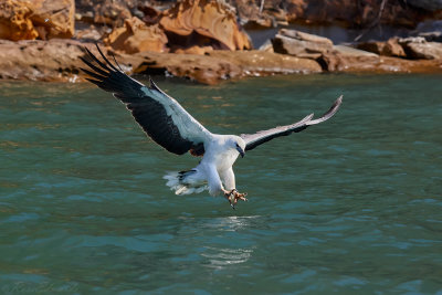 White-bellied Sea-Eagle