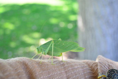 DSC_0831.JPG
