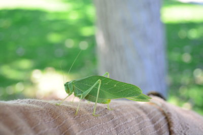 DSC_0833.JPG