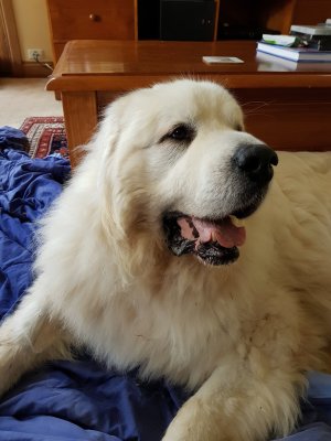 Pyrenean Mountain Dog - Barney and Katie