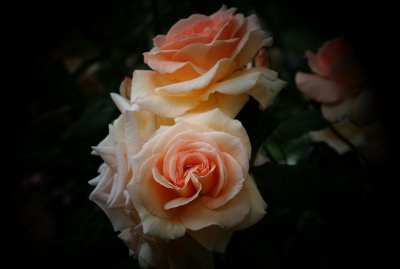 Roses from my garden