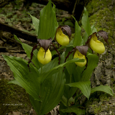Kentucky Lady's-Slipper Orchids