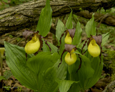 Kentucky Lady's-Slipper Orchids