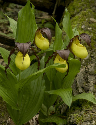 Kentucky Lady's-Slipper Orchids