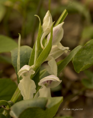 Showy Orchis