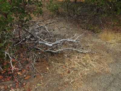 IMG_6299.Deadfall.jpg