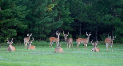 Deer, Birds and More - Our Backyard