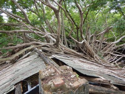 Anping tree-house