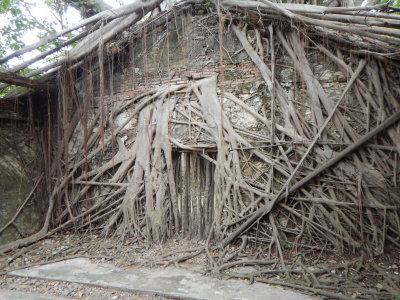 Anping tree-house