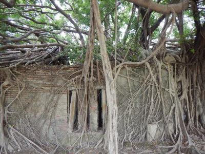 Anping tree-house