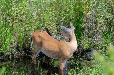 _DSC3433.jpg