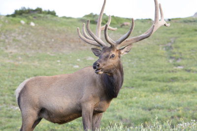 Elk Photos
