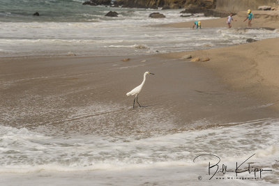 Snowy Egret  1