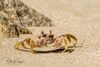 Ghost Crab, Casa Salinas  2
