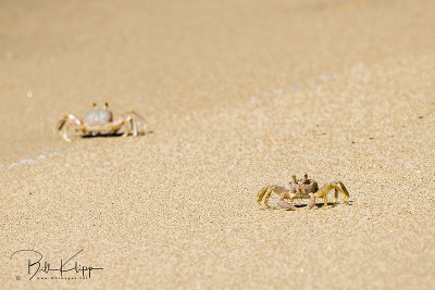 Ghost Crab, Casa Salinas  1