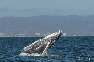 Humpback Whale, Puerto Vallarta  1 